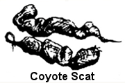 Coyote Scat
