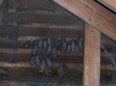 Bats roosting in a home
