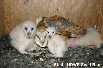 BabyOwls