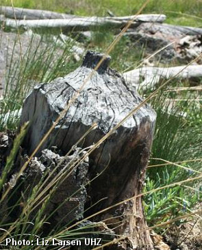 Beaver Sign