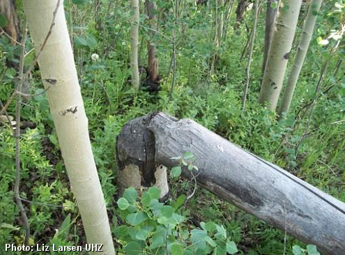 Beaver Sign