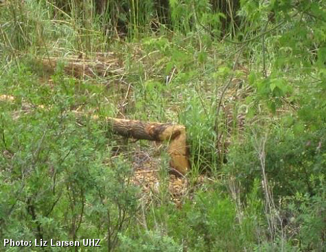 Beaver Sign