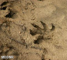 Beaver Tracks