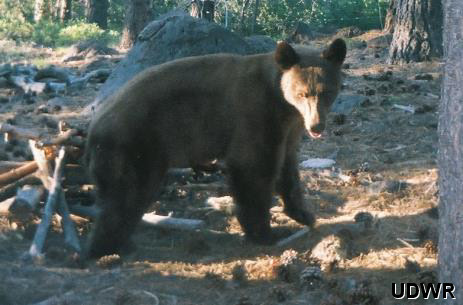 Black Bear