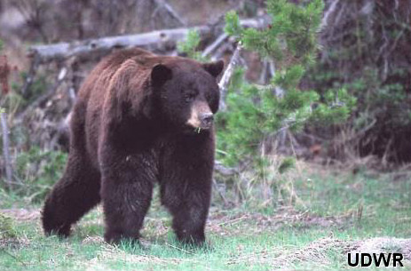 Black Bear