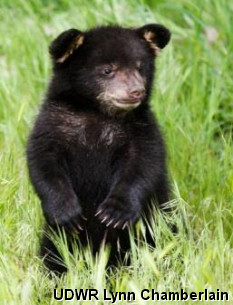 Black Bear Cub