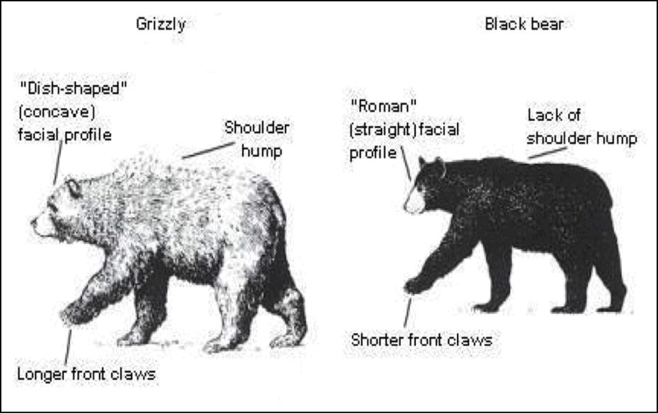 Black Bear Sign