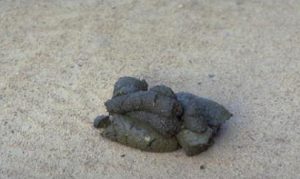 Black Bear Scat