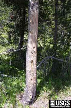 Bear rub trees