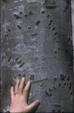 Black Bear Markings