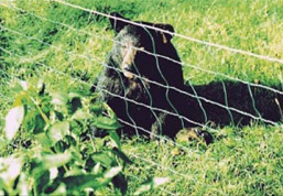 Black Bear Deterrents