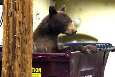 Bear proof dumpsters