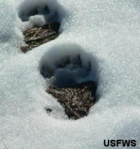 Black Bear Tracks