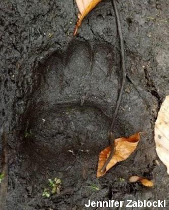 Black Bear Tracks