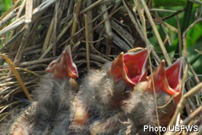 Nestlings