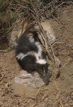 Striped skunk