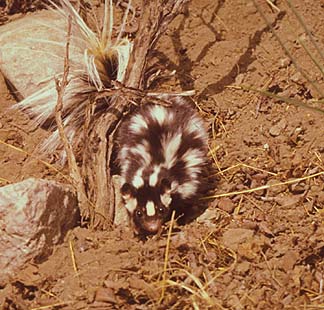 Western Spotted Skunk