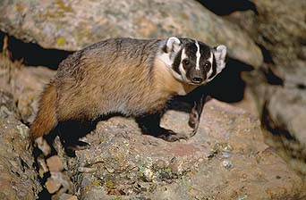 Badger