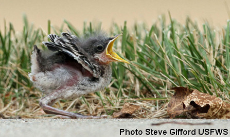 fledgling-on-the-ground