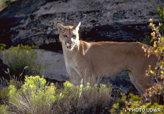 Wild Aware Utah | Cougars