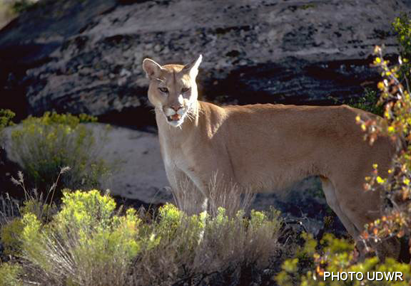 Cougar