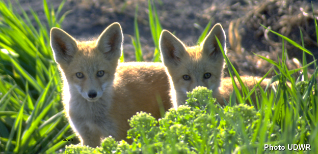 Red Fox