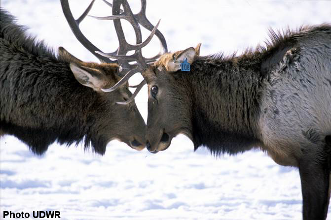 Rocky Mountain Elk