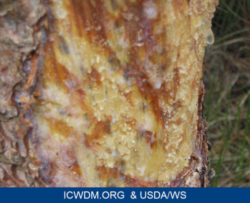 Tree gnawed on by a porcupine