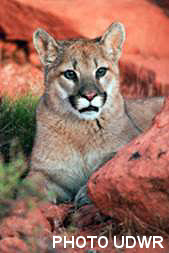 Cougar Cub