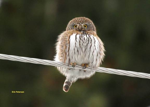 Kestrels and small owls