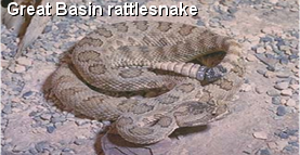 Great Basin rattlesnake