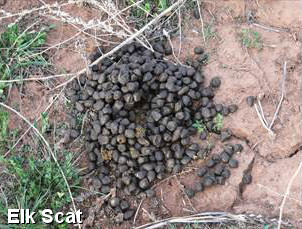 Elk Scat