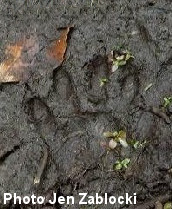 Raccoon Track