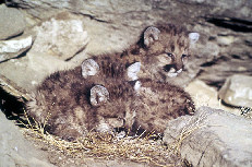 Cougar Cubs