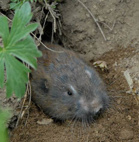 Northern pocket gopher Photo by Leslie Hugo