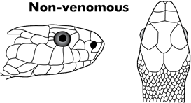 Non-Venomous Snake