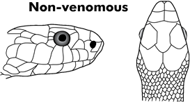 Non-Venomous Snake