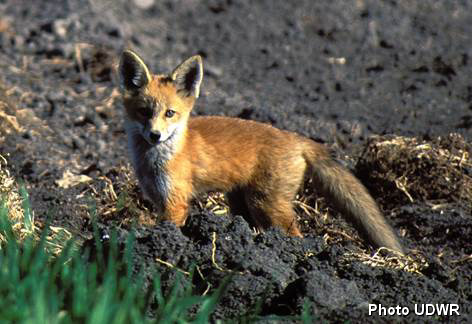 Red Fox