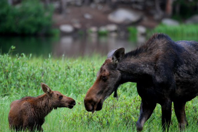 Moose cow with calf