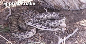 Gopher snake