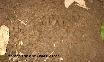 Raccoon Track