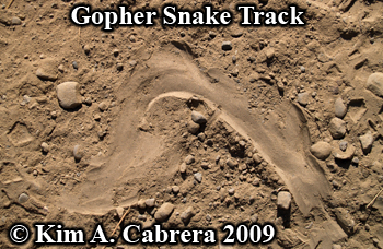 gopher snake track crossing a dirt road