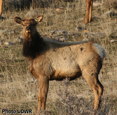 Elk calf