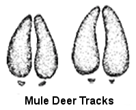 Mule Deer Tracks