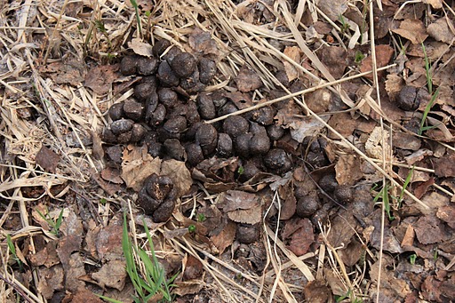 Moose Scat