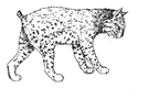 Bobcat