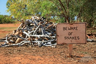 Avoid Snake Conflicts