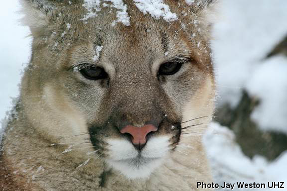 Cougar