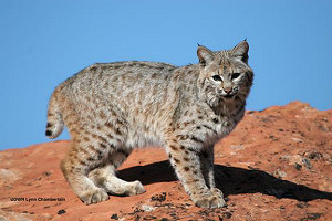 Bobcat