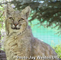 Bobcat